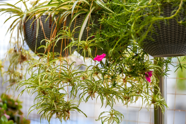 Where To Buy Artificial Plants Cheap