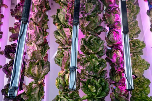 Can Plants Grow Artificial Light
