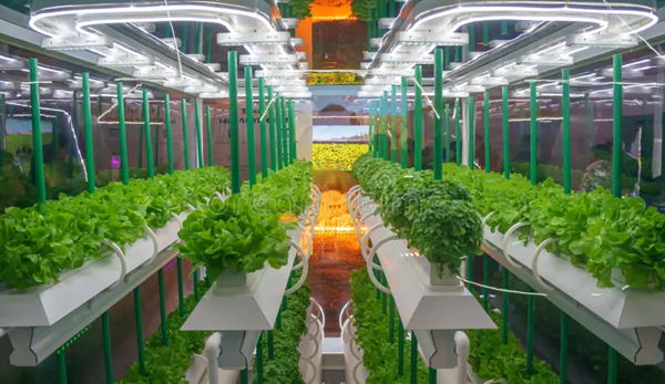 Can Plants Grow under Artificial Light