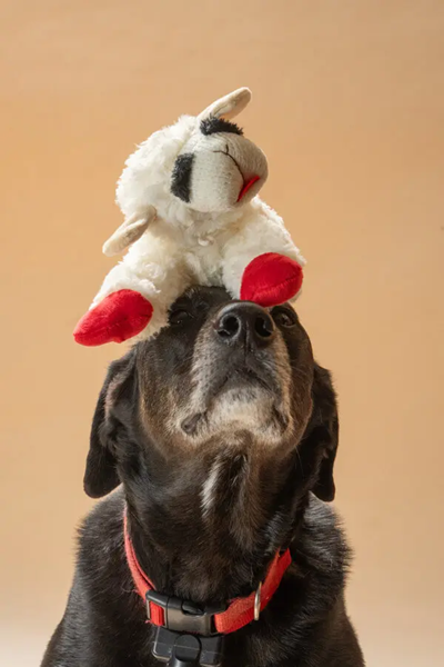 pet toy-3