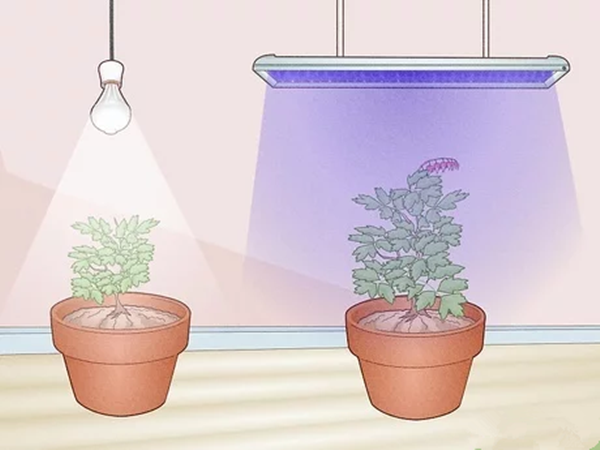 Can Artificial Light Help Plants Grow