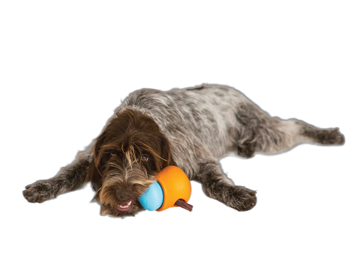 How Long Does It Take for A Dog To Recover From Teeth Cleaning?