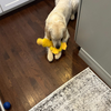 Best Pet Toy Unique