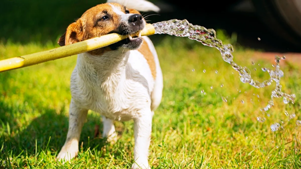 Kill Urine Smell From Pet Toys-4