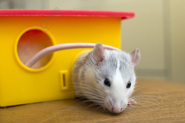 pet rats-3