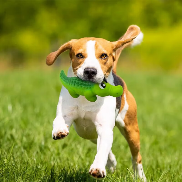 pet toy-3