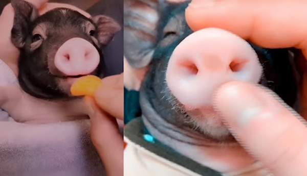 Do Pet Pigs Play with Toys