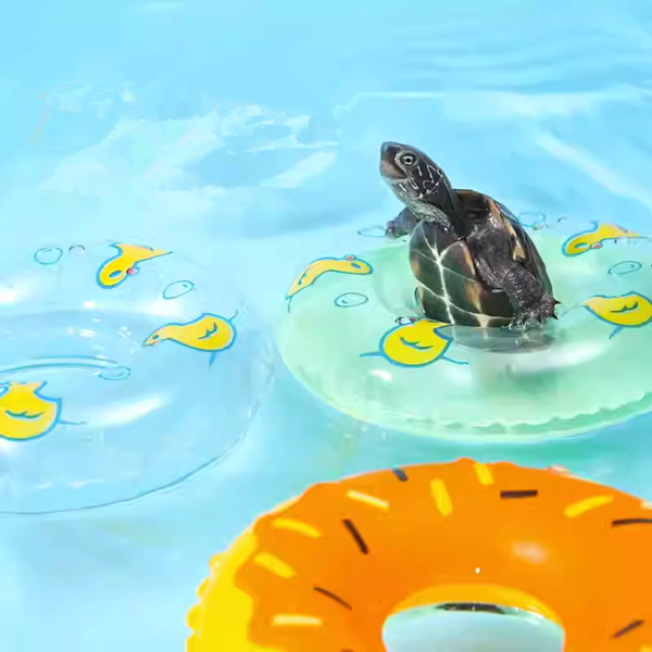 Do Pet Tortoises Need Toys