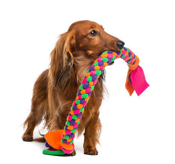 pet toys-4