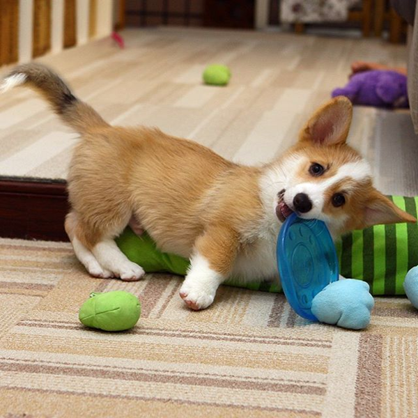 pet toys-2