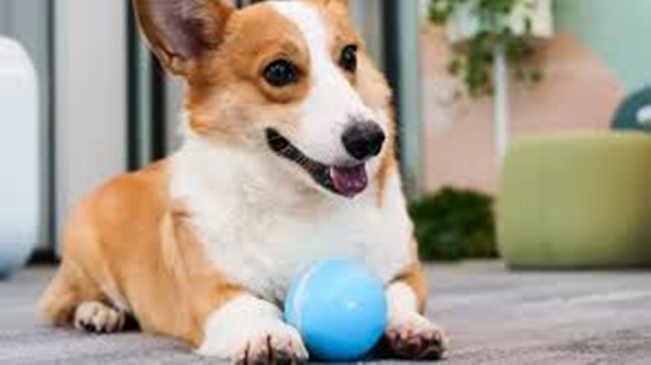 pet toys for dogs-4
