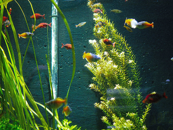 Artificial Plants in A Fish Tank-3