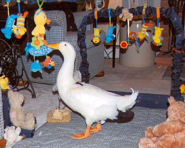 Do Pet Ducks Play with Toys